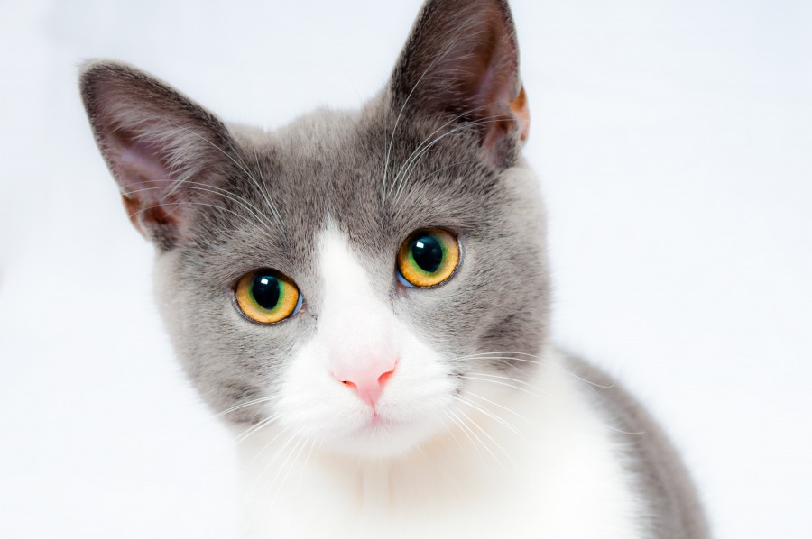 gatinho, bebê gato, animais jovens, agressivo, caça, gato, pele, adorável, animais, carnívoros, fofo, cabelo, bebê, mamífero, pata, animais de estimação, brincalhão, retrato, puro sangue, pequeno, curioso, querido, fotos grátis, imagens grátis, gato doméstico, retrato de cabeça animal, gato enrugado, bonito, gatinho, animais, fotografia, olhando para câmera, animal doméstico, animal jovem, cor, dia, dentro de casa, animal de estimação, ninguém, olho de Animais, Partes do corpo animal Temas animais, animal adorável, animal de estimação, peludo, juba, cores, cabelos, listras, felino, gatinho, micifuz, michino, madrileño, felido, gatuno