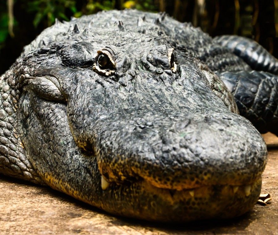 crocodilo crocodilo, réptil, perigo, dentes, selvagem, animais selvagens, cabeça,