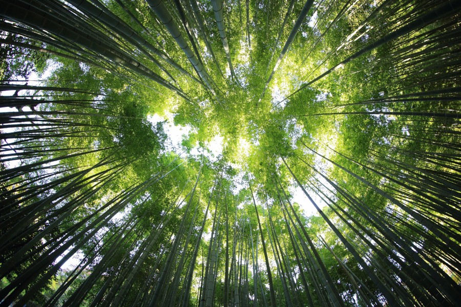 bambu, cana, floresta, ninguém, fundo, fundo, verde, natureza,