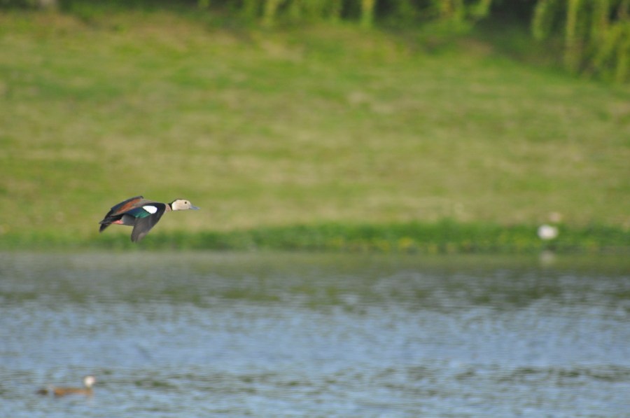 Um pato de animais, patos, voando, lago, verde
