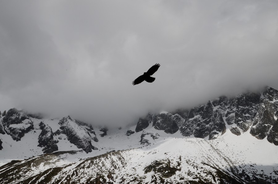 preto e branco, céu, nuvem, nublado, inverno, falcão, pássaro, voador, voar, montanha, montanhas, paisagem, neve, nevado,