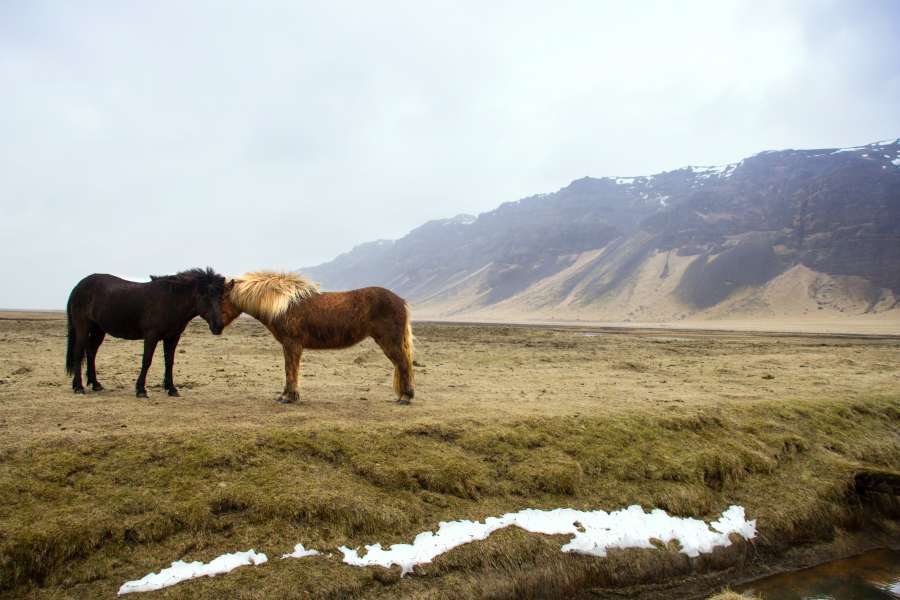 selvagem, estepe, cavalo, natureza, animal, verde, siberiano, bela, grama, russo, plano de fundo, campo, prado, paisagem, ao ar livre, amarelo, verão, céu, fazenda, azul, sibéria, rússia, rural, geométrico, gráfico, papel de parede, seco, design, decoração, arte, preto, permeável, vetor, pano, colina, têxtil, pacote, sem costura, étnico, estêncil, decoração, motivo, repetindo, símbolo, embrulho, ornamento, antigo, decorativo, nômade, tecido
