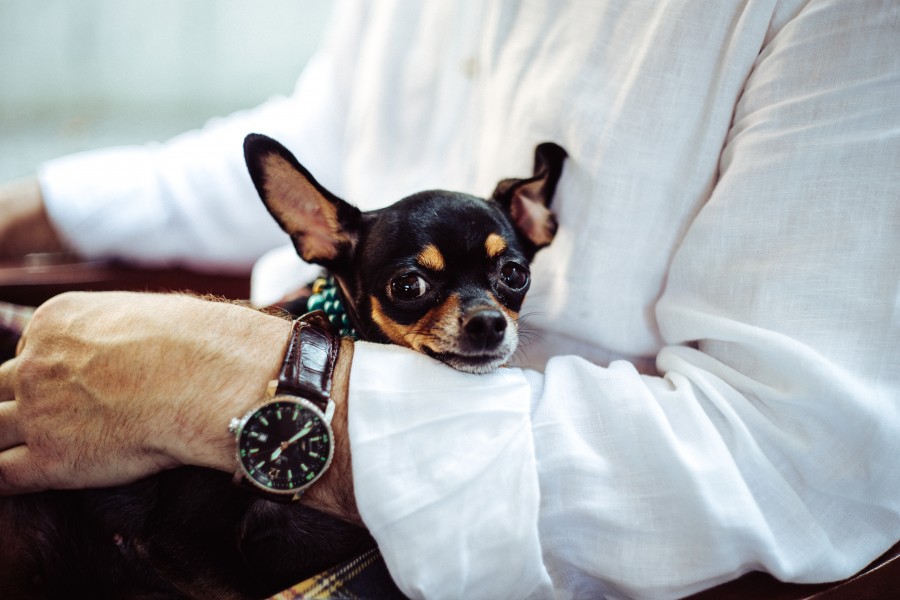 homem, um, pessoa, animal estimação, animal, cão, chihuahuan, chihuahua, pequeno, amigável, macio, clock,