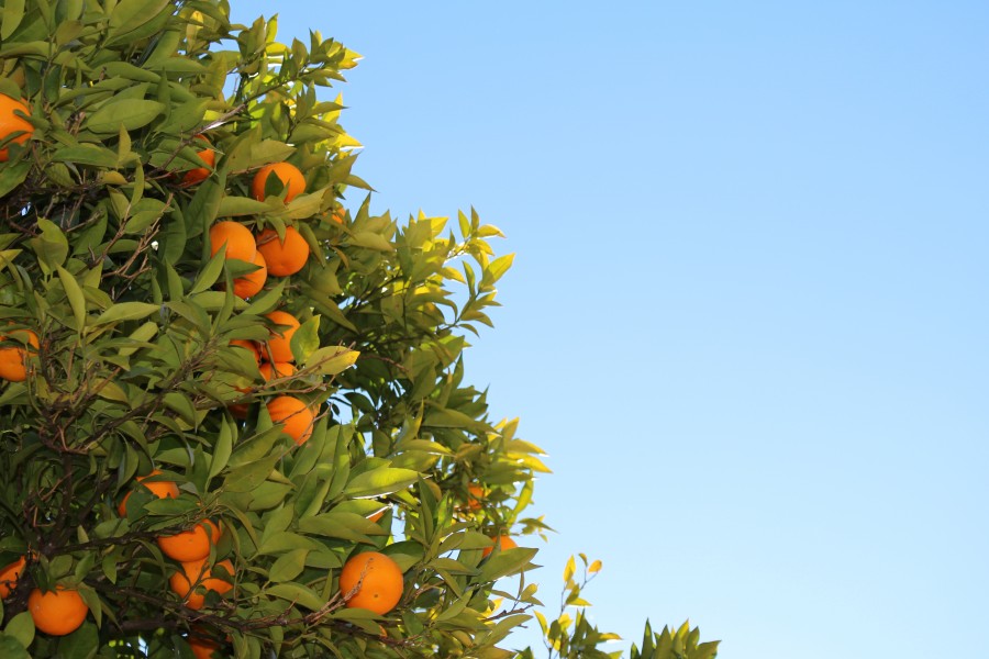 árvore, planta, laranja, colheita, frutas, frutas, laranja,