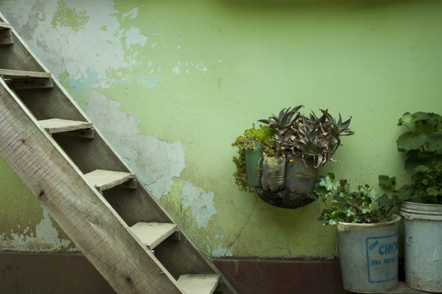 Escadaria, pátio, verde, velho