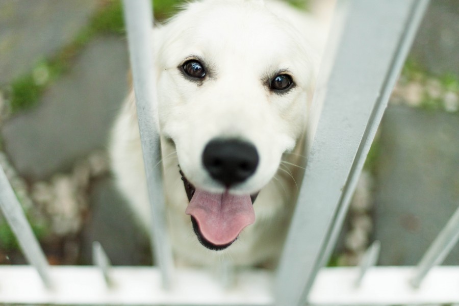 splitshire, animal, cão, branco, animal de estimação, labrador, miranda, olhando, cerca, interior, segurança, guarda, guardião, concurso,