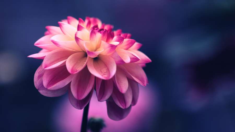Flor, Papel De Parede, Flor Da Flor, Flor, Rosa, Rosa Flor, Rosa Flor, Pétalas, Roxo, Beleza, Natureza, Wallpapers 4k