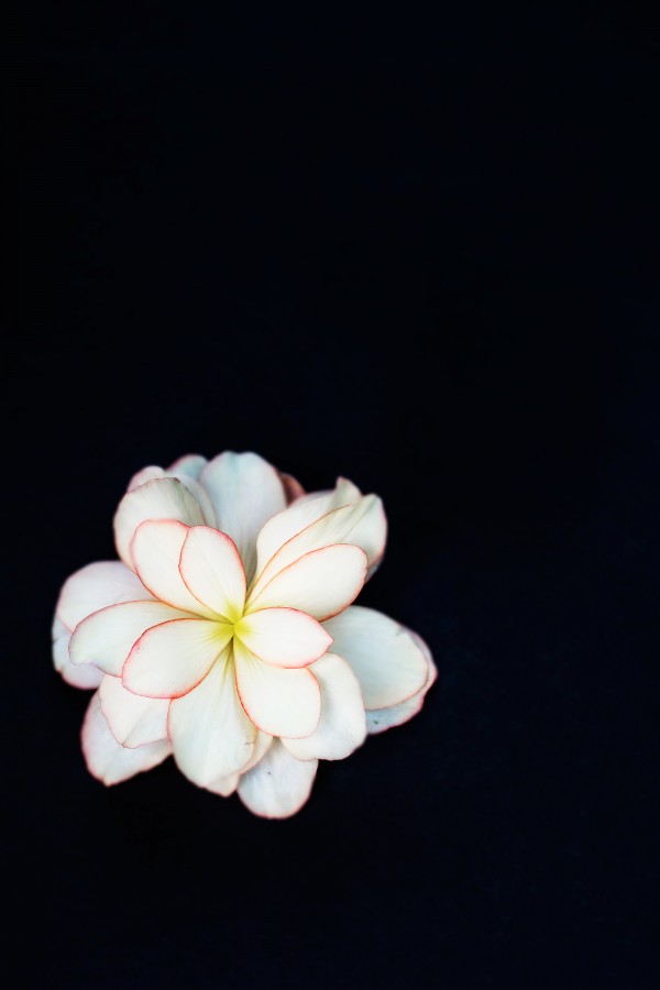 flor, artificial, plástico, fundo preto, ninguém,