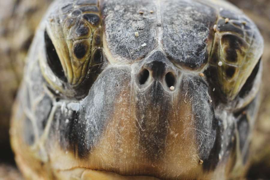 tartaruga, réptil, animais, rosto, close-up, olhar, sério, selvagem, natureza,