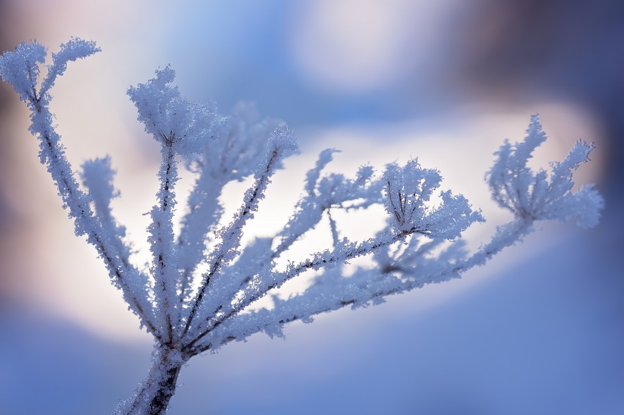 ramo, congelado, inverno, natureza, neve, nevado, frio,