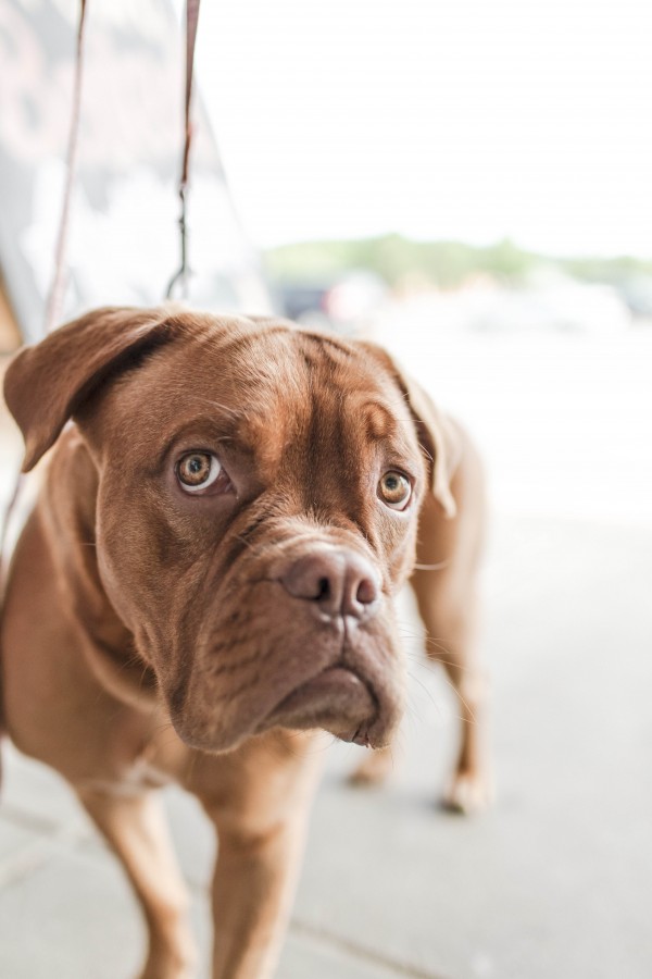 cão, animais, buldogue, dogue de Bordeaux, raça, francês, animal de estimação, marrom,