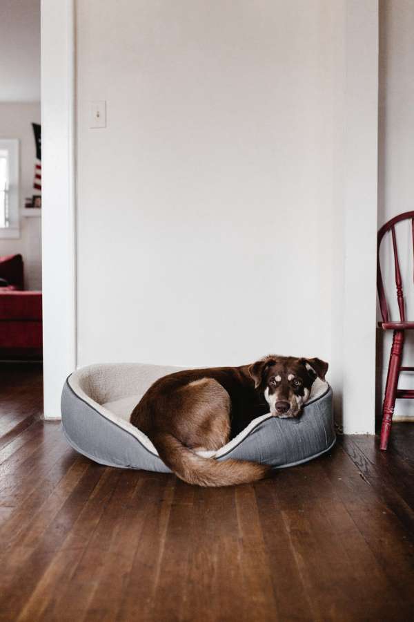 cachorro, animais de estimação, indoor, cama, mentindo, cansado,