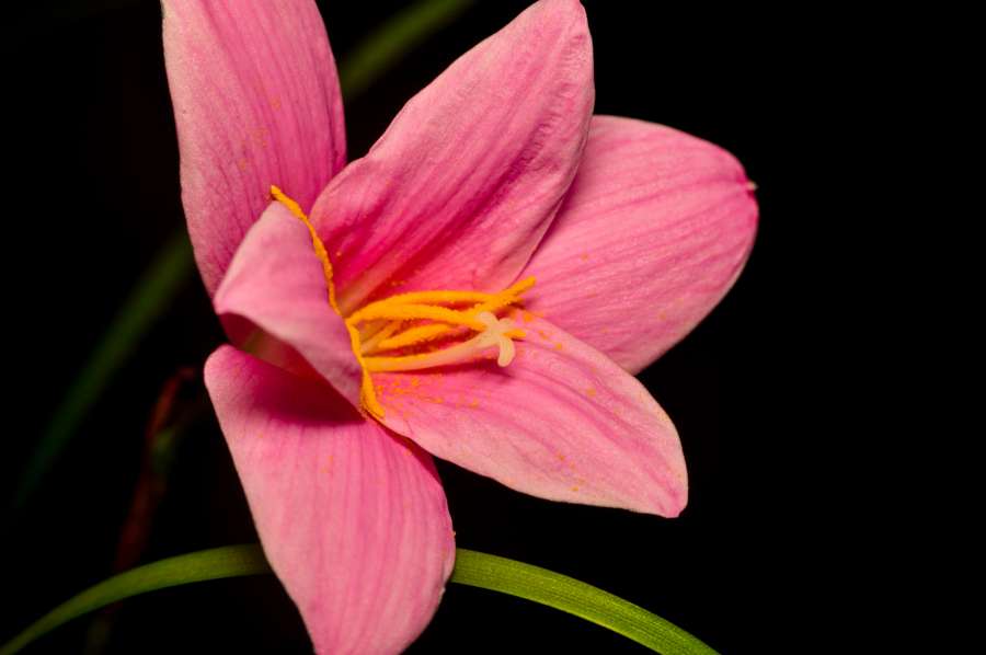 lírio, flor, natureza, fundo, macro