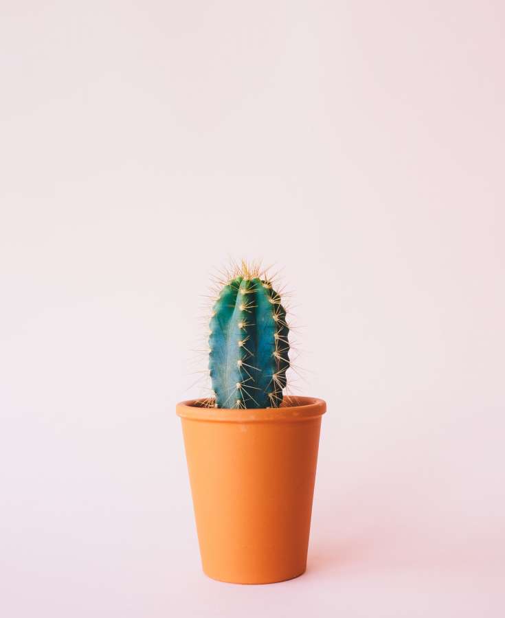 rosa, planta, plano de fundo, cacto, pequeno, pastel, verde, suculenta, decoração, vaso, design, natureza, flor, estilo, botânica, cor, mínimo, crescer, flora, crescimento, fresco, verão, moda, isolado, natural, deserto, branco, conceito, envasado, planta de casa, criativo, cactos, arte, bela, espinho, espinhoso, afiado, vermelho, brilhante, colorido, elegante, interior, moderno, jardim, casa, espaço, decoração, diversão, textura
