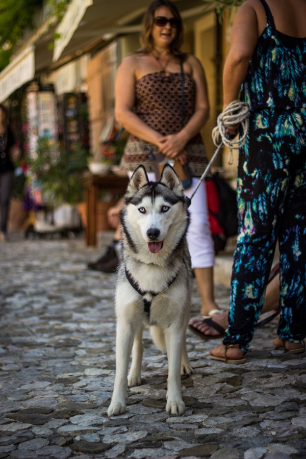 siberian, dog, animais de estimação, woman, leash, andar, andar, urbanos, city, dia, activity,
