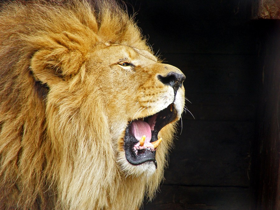 animais de leão, um, boca aberta, boca, rugido, rugido, poder, rei, selva, macho, vista de perfil, grito, grito, presas,