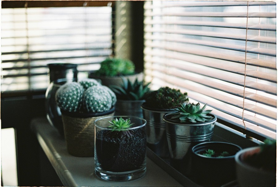 cacto, plantas, interior, janela, lar, decoração, ninguém, pote,