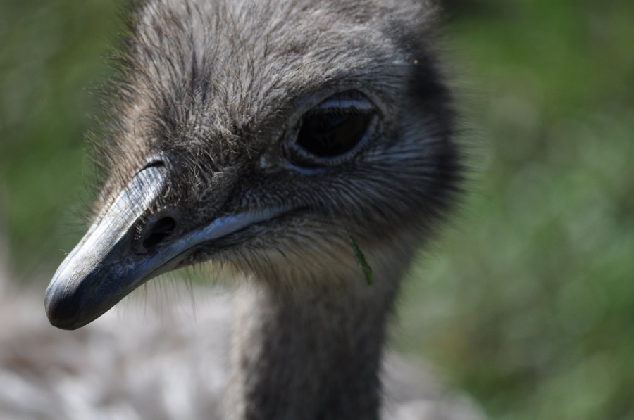 Avestruz, um pássaro animal, olho, penas, plumagem, bico, rápido, velocidade, África, Africano, Altura, Animais, Aparência, Pássaro, Avestruzes, Aviária, Cabeça, Conservação, Conservar, Pescoço