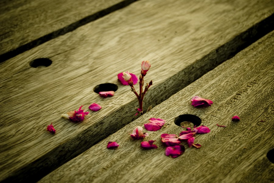 flor, flores, planta, crescimento, evolução, primavera, florescer, florido, pétalas,