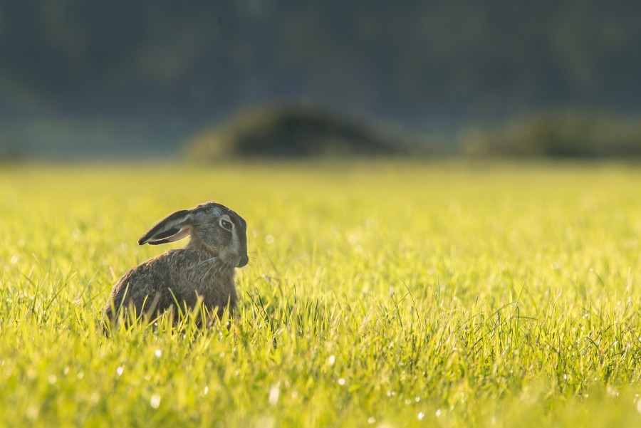 lebre, coelho, campo, animais fora, um,