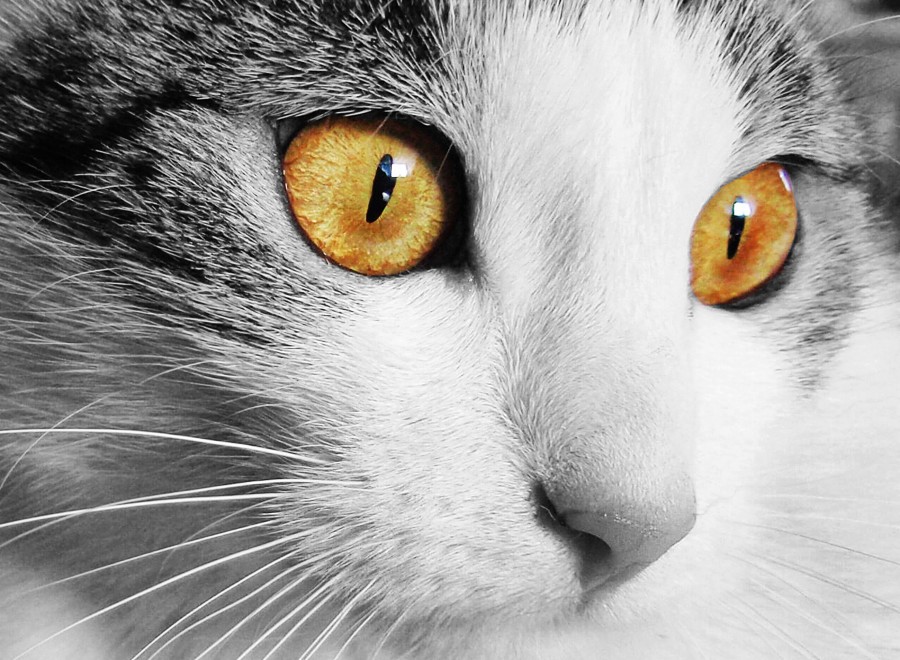 gatinho, bebê gato, animais jovens, agressivo, caça, gato, pele, adorável, animais, carnívoros, fofo, cabelo, bebê, mamífero, pata, animais de estimação, brincalhão, retrato, puro sangue, pequeno, curioso, querido, fotos grátis, imagens grátis, gato doméstico, retrato de cabeça animal, gato enrugado, bonito, gatinho, animais, fotografia, olhando para câmera, animal doméstico, animal jovem, cor, dia, dentro de casa, animal de estimação, ninguém, olho de Animais, parte do corpo animal Temas animais, um animal adorável, fofinho, animal de estimação, peludo, juba, cores, cabelos, listras, felino, gatinho, micifuz, michino, madrileño, felido, gatuno, wallpapers hd, papéis de parede 4k, resolução 4k, screensaver