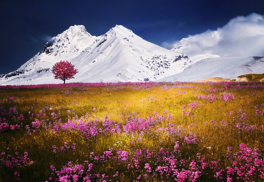 alpes, suíço, suíça, europa, montanha, nevado, neve, paisagem, campo, primavera,