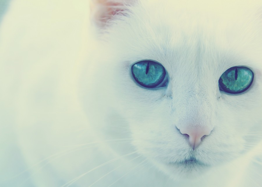gatinho, bebê gato, animais jovens, agressivo, caça, gato, pele, adorável, animais, carnívoros, fofo, cabelo, bebê, mamífero, pata, animais de estimação, brincalhão, retrato, puro sangue, pequeno, curioso, querido, fotos grátis, imagens grátis, gato doméstico, retrato de cabeça animal, gato enrugado, bonito, gatinho, animais, fotografia, olhando para câmera, animal doméstico, animal jovem, cor, dia, dentro de casa, animal de estimação, ninguém, olho de Animais, Partes do corpo animal Temas animais, animal adorável, animal de estimação, peludo, juba, cores, cabelos, listras, felino, gatinho, micifuz, michino, madrileño, felido, gatuno
