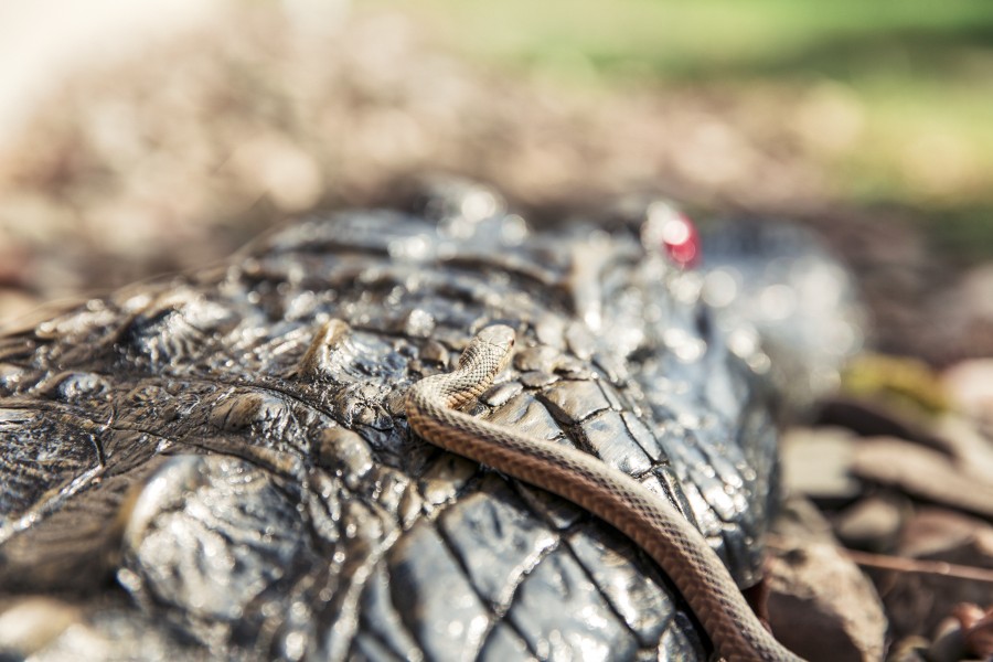 cobra, réptil, close-up, natureza, animais