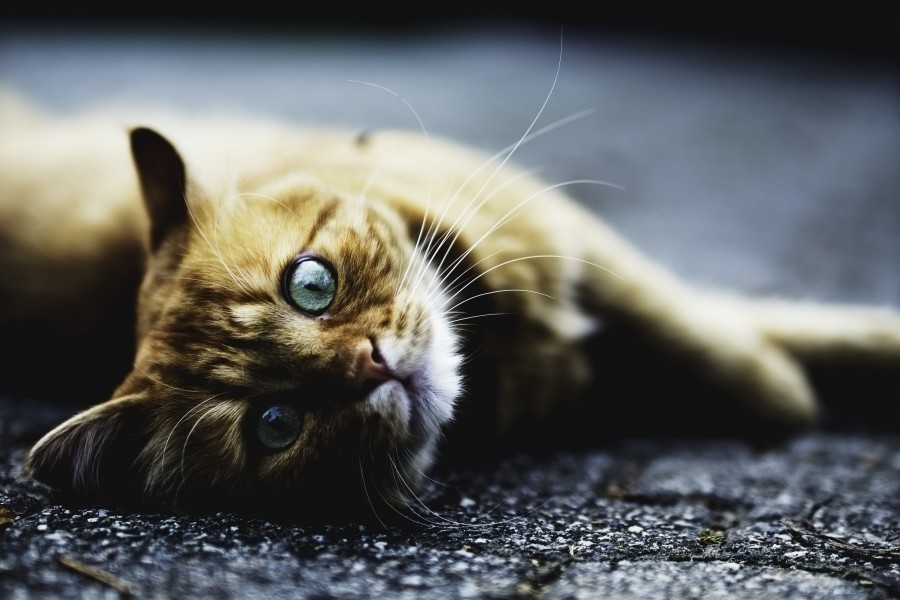 gatinho, bebê gato, animais jovens, agressivo, caça, gato, pele, adorável, animais, carnívoros, fofo, cabelo, bebê, mamífero, pata, animais de estimação, brincalhão, retrato, puro sangue, pequeno, curioso, querido, fotos grátis, imagens grátis, gato doméstico, retrato de cabeça animal, gato enrugado, bonito, gatinho, animais, fotografia, olhando para câmera, animal doméstico, animal jovem, cor, dia, dentro de casa, animal de estimação, ninguém, olho de Animais, Partes do corpo animal Temas animais, animal adorável, animal de estimação, peludo, juba, cores, cabelos, listras, felino, gatinho, micifuz, michino, madrileño, felido, gatuno
