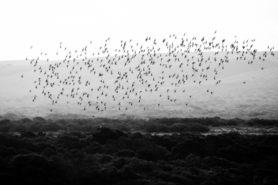 Bando de pássaros, aves, animais, natureza, preto e branco, migração, migração, aves,