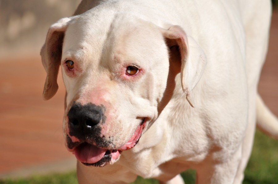 Animais, Cachorro, Buldogue, Argentina, Branco