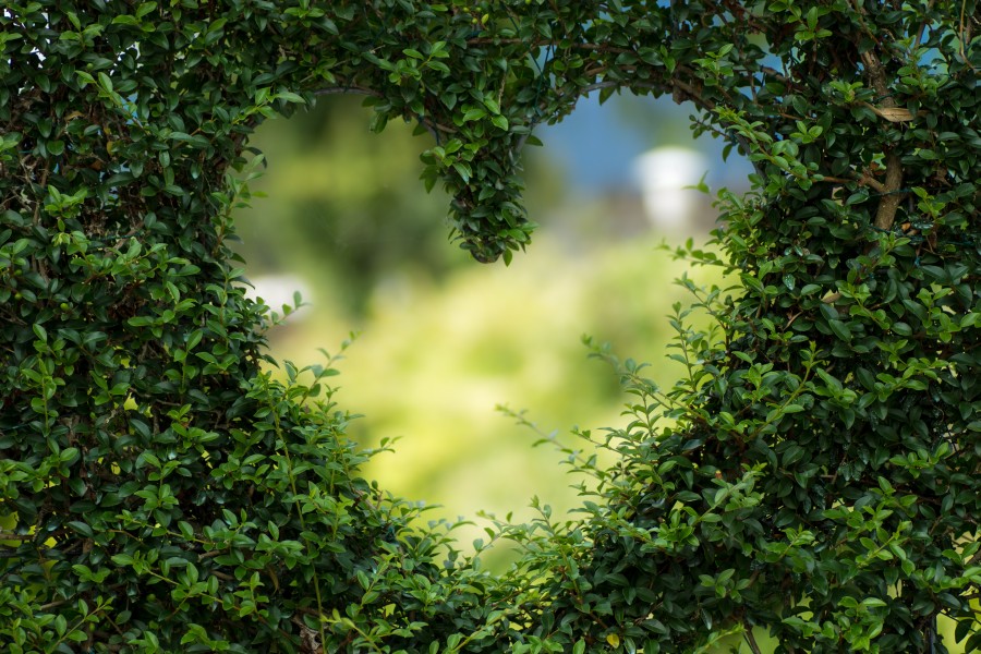 natureza, verde, desfoque, coração, forma, romântico, amor, namorados, casal, se apaixonar, doce, doçura, concurso, ternura, namorada, namorado imagens de amor, amor imagens para celular, planos de fundo de amor, wallpapers hd, imagens gratuitas de amor, imagens para se apaixonar, papéis de parede, screensaver