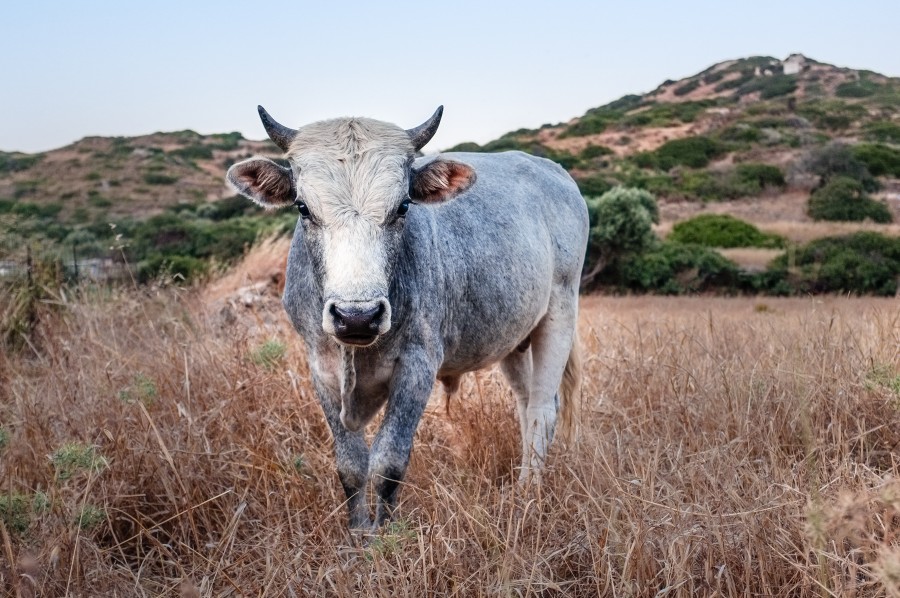 animais touro, campo, primeiro plano, chifres, vista frontal,