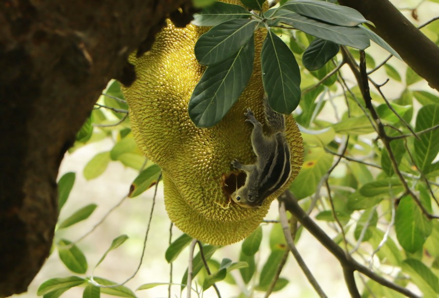 esquilo, animais roedores, árvore, frutas, alimentos, natureza,