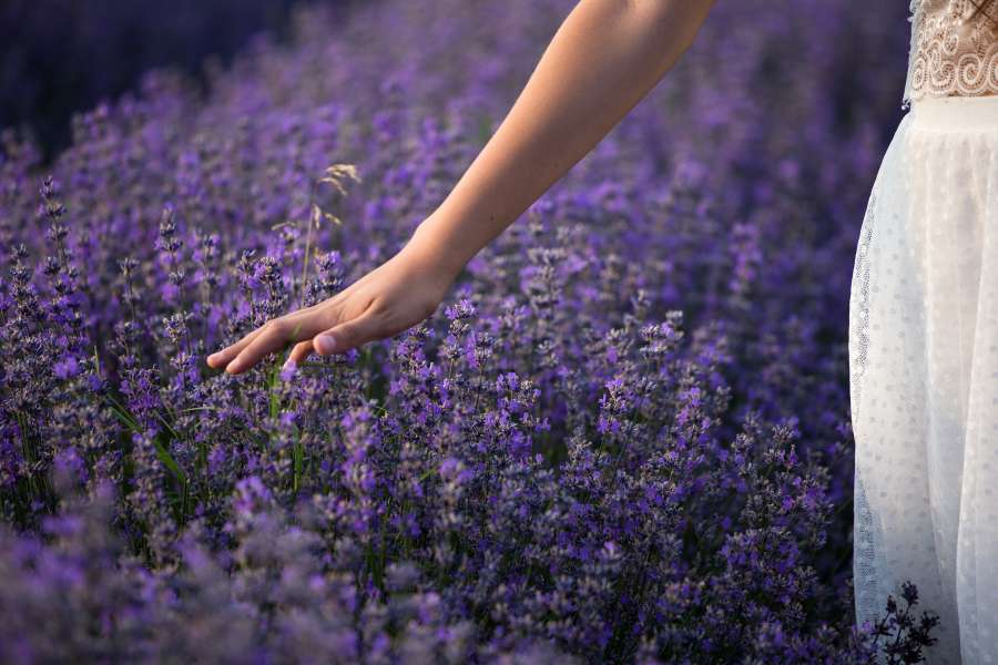 flor, verão, roxo, mão, planta, toque, natural, erva, lavanda, bela, campo, floração, flor, natureza, aromaterapia, relaxamento, colorido, erval, jardim, florescendo, violeta, saúde, fresco, mulher, dedos, branco, beleza, aroma, menina, floral, feminino, frança, flora, terapêutico, sentir, plano de fundo, zona rural, calma, provence, perfumado, paisagem, jovem, ensolarado, ao ar livre, rural, sol, pôr do sol, prado, perfumado, relaxar