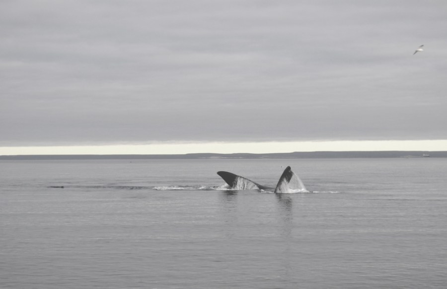 puerto madryn, barbatana, baleia, austral, costa, argentina,