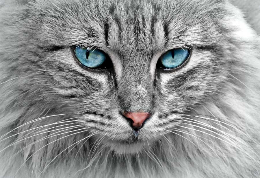 gatinho, bebê gato, animais jovens, agressivo, caça, gato, pele, adorável, animais, carnívoros, fofo, cabelo, bebê, mamífero, pata, animais de estimação, brincalhão, retrato, puro sangue, pequeno, curioso, querido, fotos grátis, imagens grátis, gato doméstico, retrato de cabeça animal, gato enrugado, bonito, gatinho, animais, fotografia, olhando para câmera, animal doméstico, animal jovem, cor, dia, dentro de casa, animal de estimação, ninguém, olho de Animais, parte do corpo animal Temas animais, um animal adorável, fofinho, animal de estimação, peludo, juba, cores, cabelos, listras, felino, gatinho, micifuz, michino, madrileño, felido, gatuno, papel de parede de HD, papel de parede 4k, resolução 4k, protetores de tela