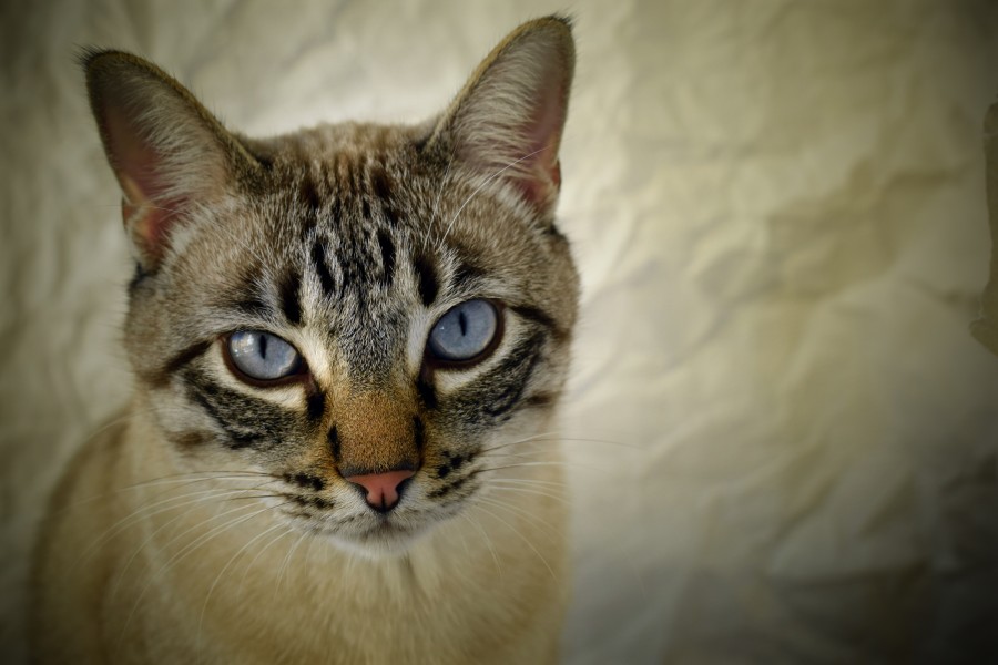 gatinho, bebê gato, animais jovens, agressivo, caça, gato, pele, adorável, animais, carnívoros, fofo, cabelo, bebê, mamífero, pata, animais de estimação, brincalhão, retrato, puro sangue, pequeno, curioso, querido, fotos grátis, imagens grátis, gato doméstico, retrato de cabeça animal, gato enrugado, bonito, gatinho, animais, fotografia, olhando para câmera, animal doméstico, animal jovem, cor, dia, dentro de casa, animal de estimação, ninguém, olho de Animais, Partes do corpo animal Temas animais, animal adorável, animal de estimação, peludo, juba, cores, cabelos, listras, felino, gatinho, micifuz, michino, madrileño, felido, gatuno