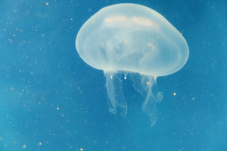 Invertebrados, aguamalas, malaguas, aguavivas, aguacuajada, lágrimas do mar, Cnidaria, Medusa, Medusa, Marinha, Animais, Animais, fundo do mar, fundo, fundo marinho, aquário, um,