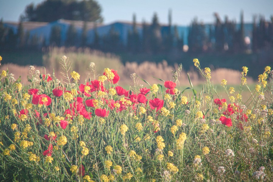 Anel Verde de Saragoça, Espanha, Saragoça, Espanha, Zaragoza, papoula, amarelo, aragão, flor, flor, vermelho, vermelho, amarelo, papoulas, campo, cena rural, fundo, fundo,