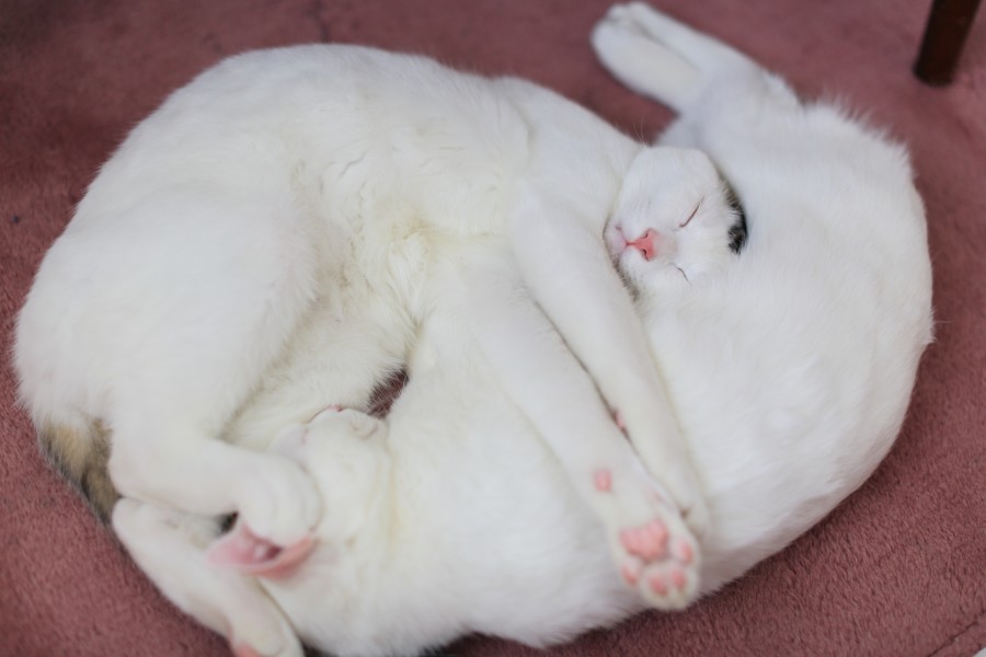 gato, animal de estimação, branco, gatos, abraço, abraço, amor, jogar, jogar, concurso, concurso, dormindo, sono, sono,