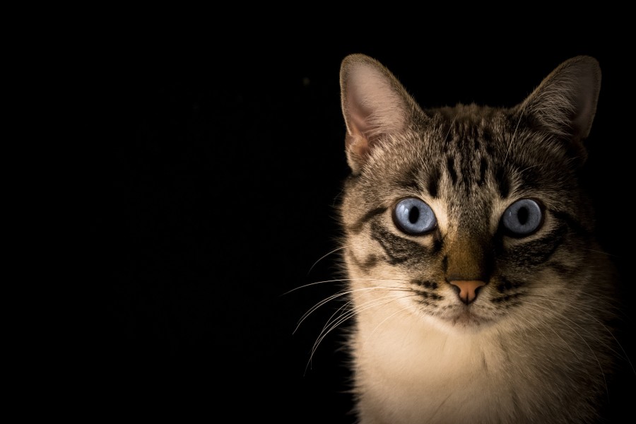 Fundo preto, olhos azuis, bigodes de gato, gato olhar, papel de parede de HD, 4k papel de parede, 4k resolução, screensaver, gatinho, gato bebê, animais jovens, agressivos, caça, gato, peles, linda, animais, carnívoros bonito, fofo, cabelo, bebê, mamífero, pata, animais de estimação, brincalhão, retrato, puro sangue, pequeno, curioso, querido, fotos grátis, imagens grátis, gato doméstico, retrato de cabeça animal, gato roiled, bonito, gatinho, animais Fotografia, Olhando para a Câmara, Animal de Estimação, Filhote de animal, Imagem a cores, Dia, Horizontal, Interior, Animal de Estimação, Ninguém, Olho de animal, Temas de Animais, Um animal adorável, Tender, Animal de Estimação, Peludo, Juba cores, cabelos, listras, felino, gatinho, micifuz, michino, madrileño, felido, gatuno
