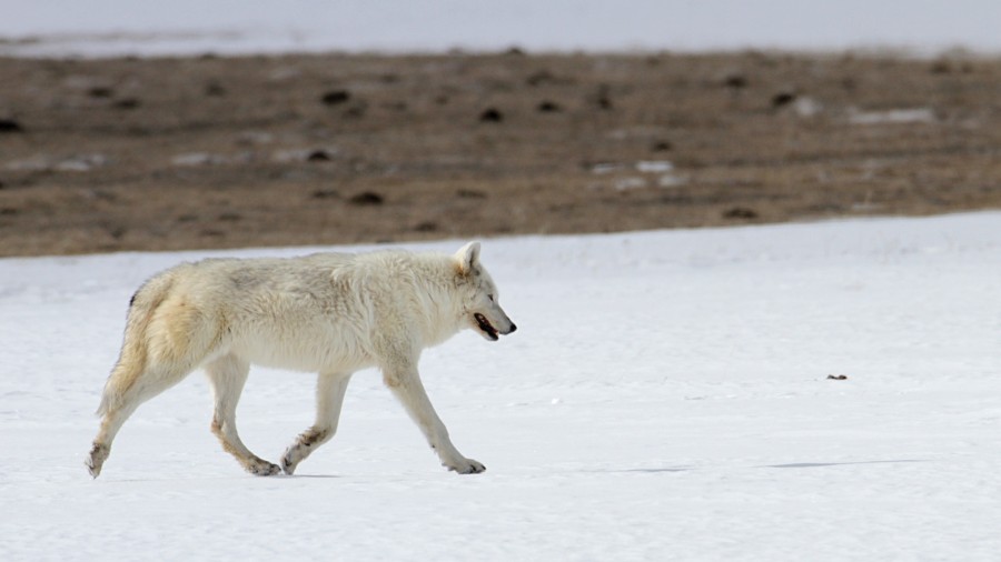 lobo, animais um, neve, natureza, pele, branco, lobo polar, Canis lupus arctos