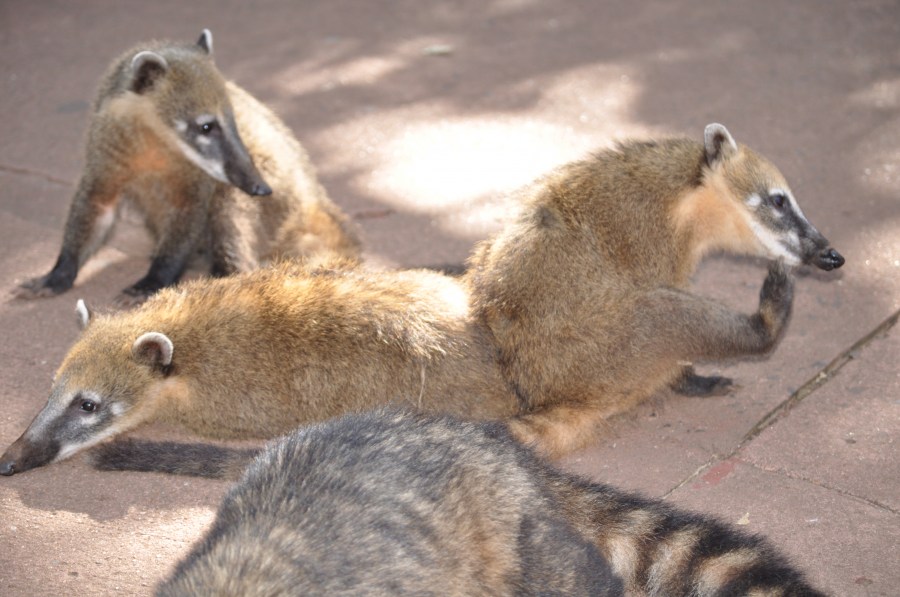 iguazu animais, parque nacional, coati, coaties,
