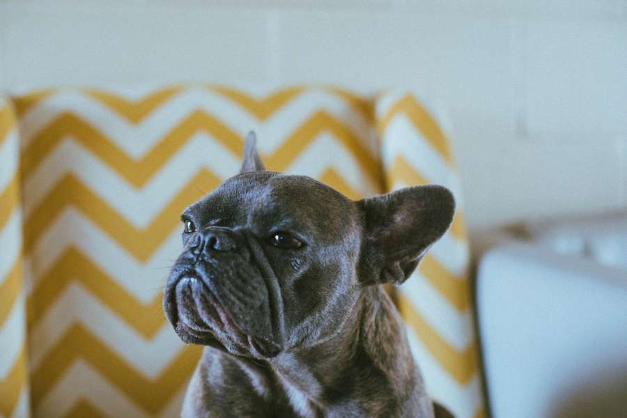 cão, preto, animal de estimação, animal, buldogue, francês, retrato, cachorrinho, raça, closeup, bonito, plano de fundo, isolado, cachorrinho, canino, engraçado, raça pura, buldogue francês, doméstico, jovem, pequeno, feliz, rosto, linhagem, amigo , masculino, adorável, amor, frontal, mamífero, sentado, bela, natureza, francês, colorido, fauno, dourado, retocado, focinho, pequeno, cabeça, cabelo curto, amigos
