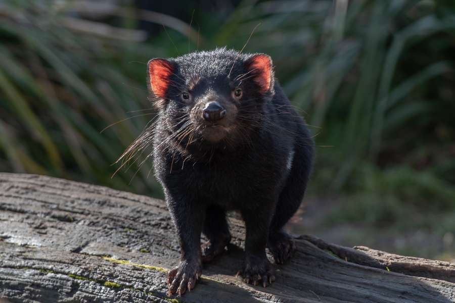 animal, tasmânia, diabo, natureza, mamífero, austrália, vida selvagem, selvagem, fofo, marsupial, preto, pele, diabo tasmaniano, predador, ameaçado de extinção, carnívoro, sarcófilo harrisii, rosto, tasmaniano, australiano, agressivo, espécie, fauna, viagem, boca, dentes, tassie, retrato, branco, plano de fundo, nativo, espécie em extinção, lutador, australiano, médio, peludo, fechar, bigodes, turismo, zoológico, feroz, taz, dasyuridae, cabeça, grama, desenho animado, isolado, noturno, baixo sob conservação