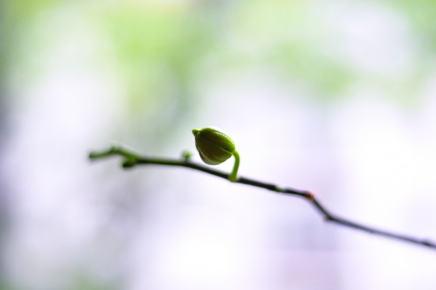 brotar, plantar, disparar, natureza, close-up, fora de foco,