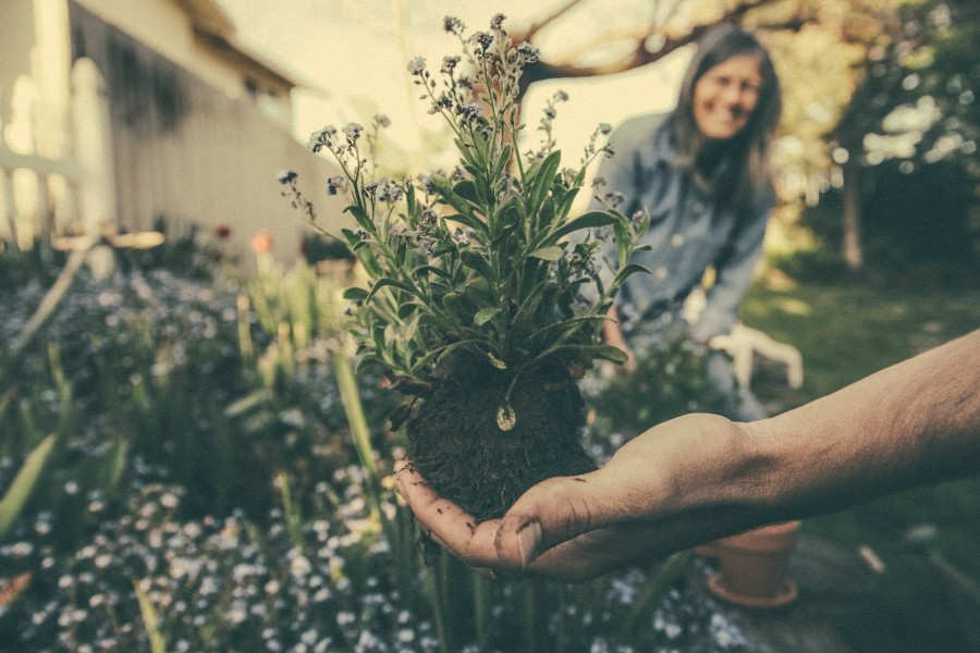 jardinagem, planta, raiz, mãos, uma pessoa, pessoas, mulher, fora, tempo livre, recreação, pomar, divertimento, passatempo,