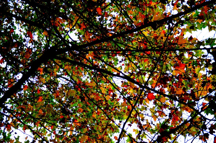 fundo, fundo, natureza, árvore, folha, folhas, ramo, ramos, vista inferior, outono, avermelhado, cor, cores,
