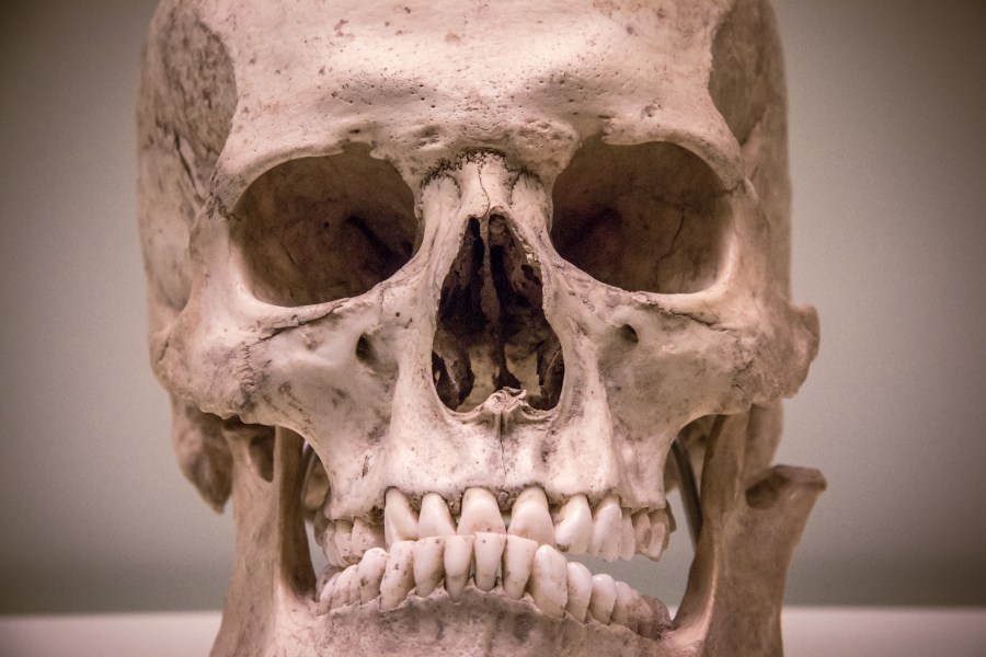 cabeça, crânio, esqueleto, cabeça, museu, musseum, esqueleto, crânio, crânio, primeiro plano, osso,